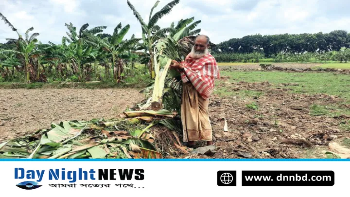 ঝিনাইদহে দিনে দুপুরে কৃষকের ১শ কলা গাছ কর্তন