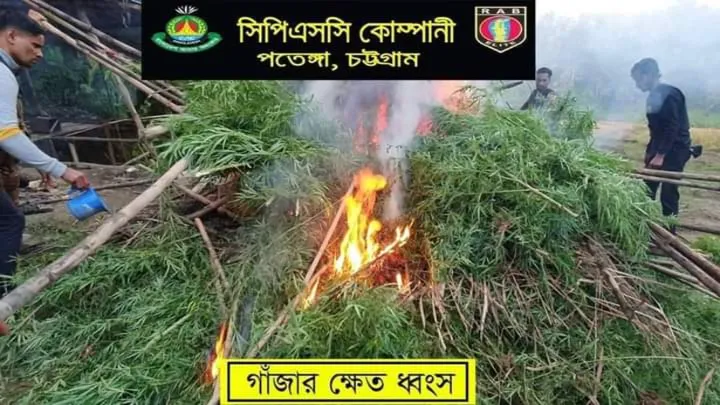 পুলিশ ও সেনাবাহিনীর যৌথ অভিযানে ৩.৫ একর জমির চাষকৃত গাঁজার ক্ষেত ধ্বংস, এক মাদক ব্যবসায়ী আটক