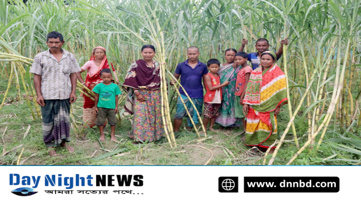 ফুলবাড়ীতে আখ চাষে সফল আকালু রায় দিনদিন কৃষকরা আগ্রহ হারাচ্ছেন আখ চাষে