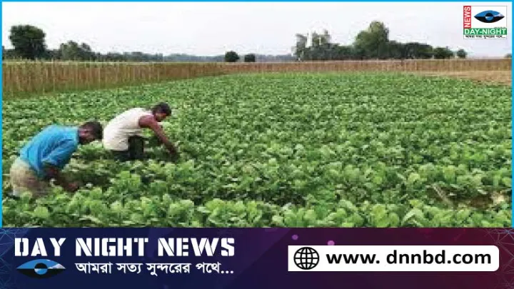 বিশ্বনাথ, আগাম, ফসল, বাজার, তুলতে, গিয়ে, চাষী, চরম, বিপাক