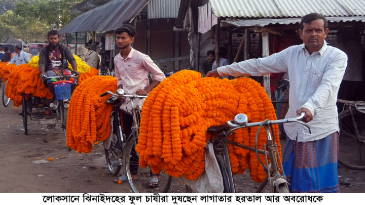 লোকসানে ঝিনাইদহের ফুল চাষীরা দুষছেন লাগাতার হরতাল আর অবরোধকে