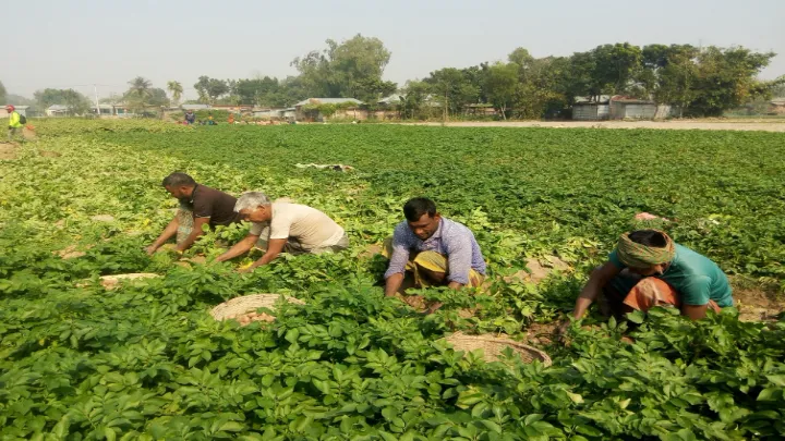 ফুলবাড়ীতে কমছে আলুর দাম, দুশ্চিন্তায় কৃষক: স্বস্তিতে ক্রেতা