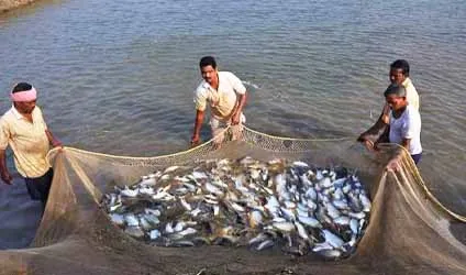 তোরাবগঞ্জ ও হাজিরহাট,  ইউপি কমলনগরে,  জেলেদের তালিকায়,  সিংহভাগই ভুয়া