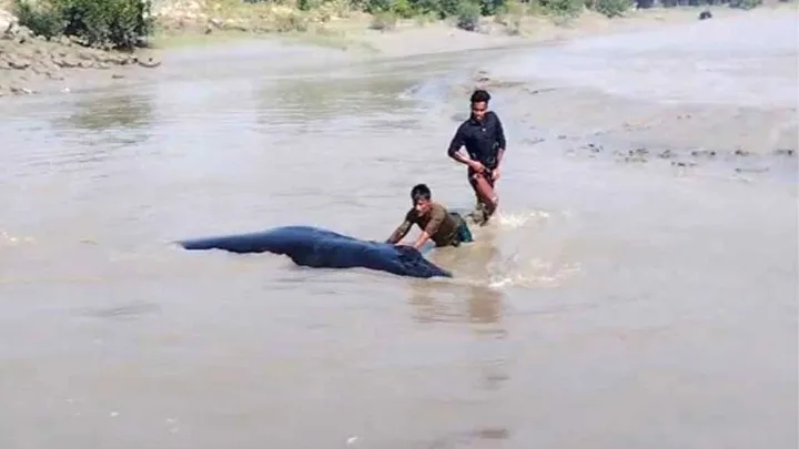 নোয়াখালীর,  ডুবোচরে, ভেসে এলো, বিশালাকৃতির তিমি