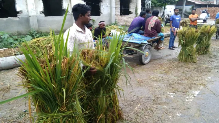ফুলবাড়ীতে আগাম আমন ধানের সস্তার কাঁচা খড়ে গবাদিপশুর বারো অবস্থা  ফুলবাড়ীতে আগাম আমন ধানের সস্তার কাঁচা খড়ে গবাদিপশুর বারো অবস্থা