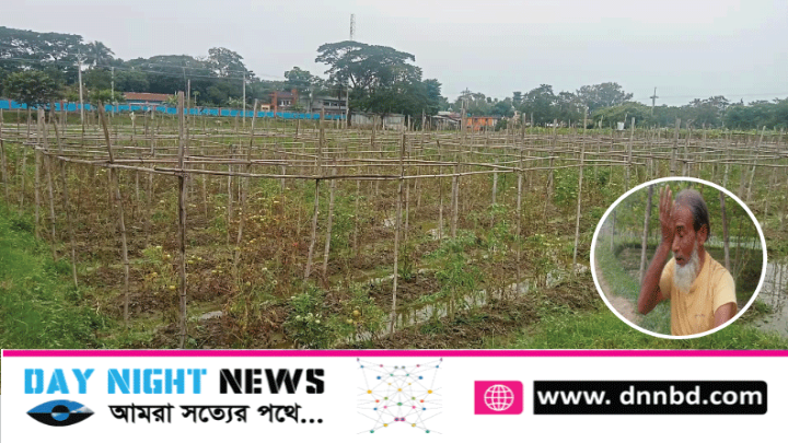 বানিয়াচঙ্গে অকালেই নষ্ট হয়ে যাচ্ছে ফলানো সবজি,নামে মাত্র দায়ীত্ব পালন করছেন সংশ্লিষ্টরা