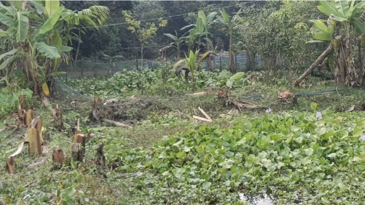 লক্ষ্মীপুরে জোর পূর্বক জমি দখল ও গাছ কাটার অভিযোগ 