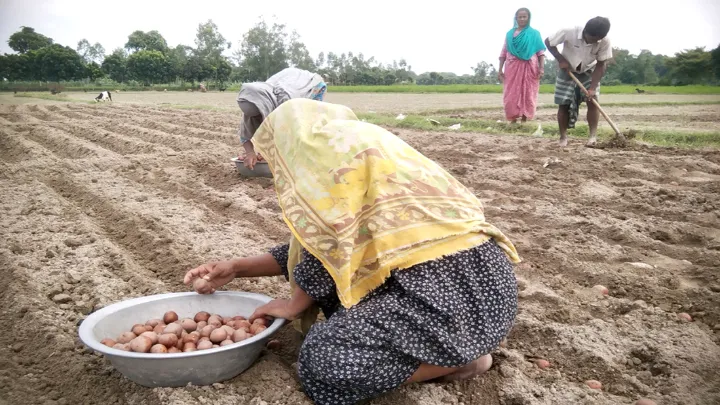 ফুলবাড়ীতে আগাম আলু চাষে ঝুঁকে পড়েছেন কৃষক ফুলবাড়ীতে আগাম আলু চাষে ঝুঁকে পড়েছেন কৃষক