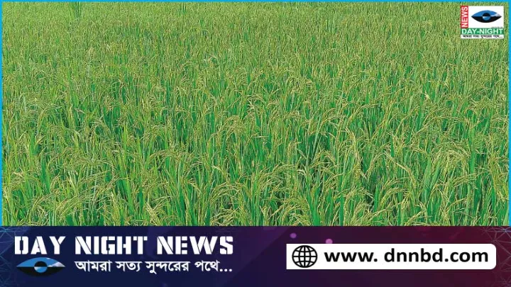 বিশ্বনাথ, আমন, বাম্পার, ফলন, লক্ষ্যমাত্রা, অর্জন 