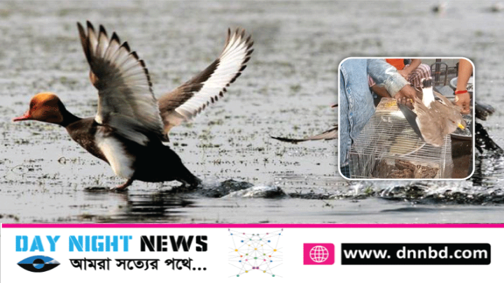 পাখি শিকারীদের দখলে আজমিরীগঞ্জ, বাজার গুলোতে অবাধে চলছে অতিথি পাখি ক্রয়-বিক্রয়