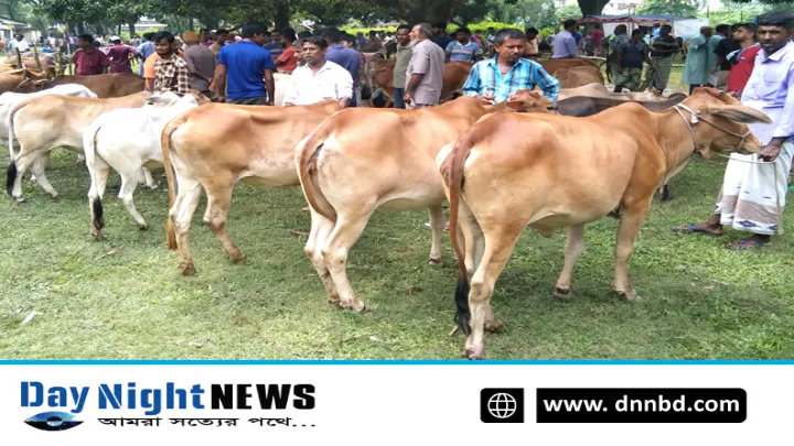 পশু হাটে গরু ভরপুর চড়া দাম, ক্রেতা কম